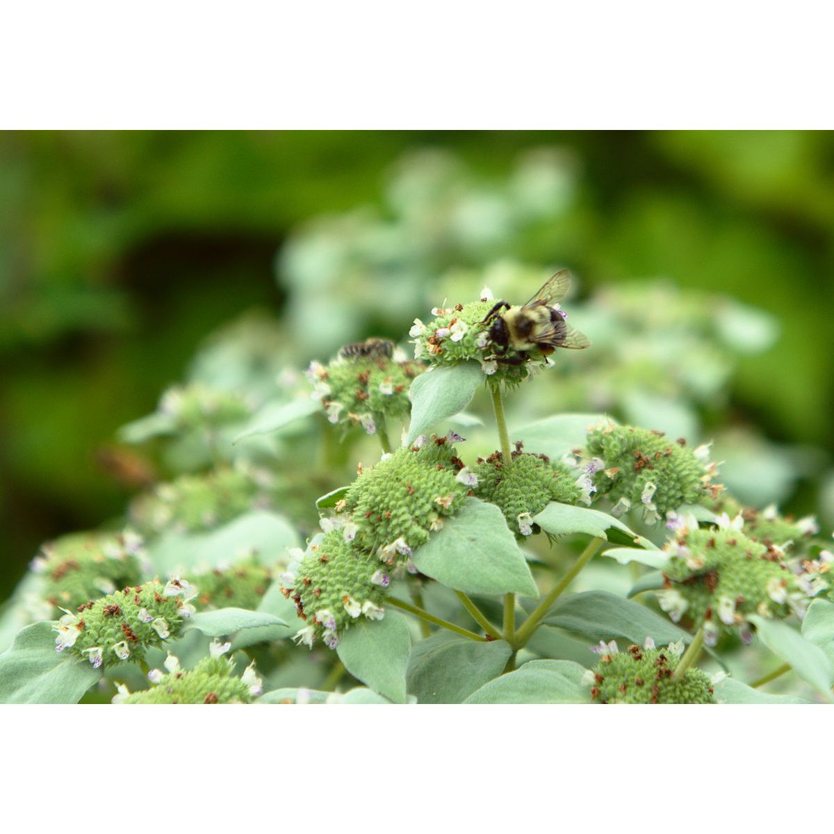 Pycnanthemum muticum (Blunt Mountain Mint)