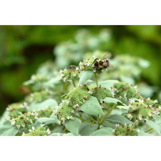 Pycnanthemum muticum (Blunt Mountain Mint)