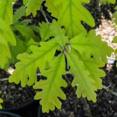 Quercus alba (White Oak) Natural Communities LLC
