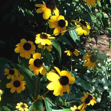 Rudbeckia triloba (Brown-eyed Susan)  Natural Communities LLC