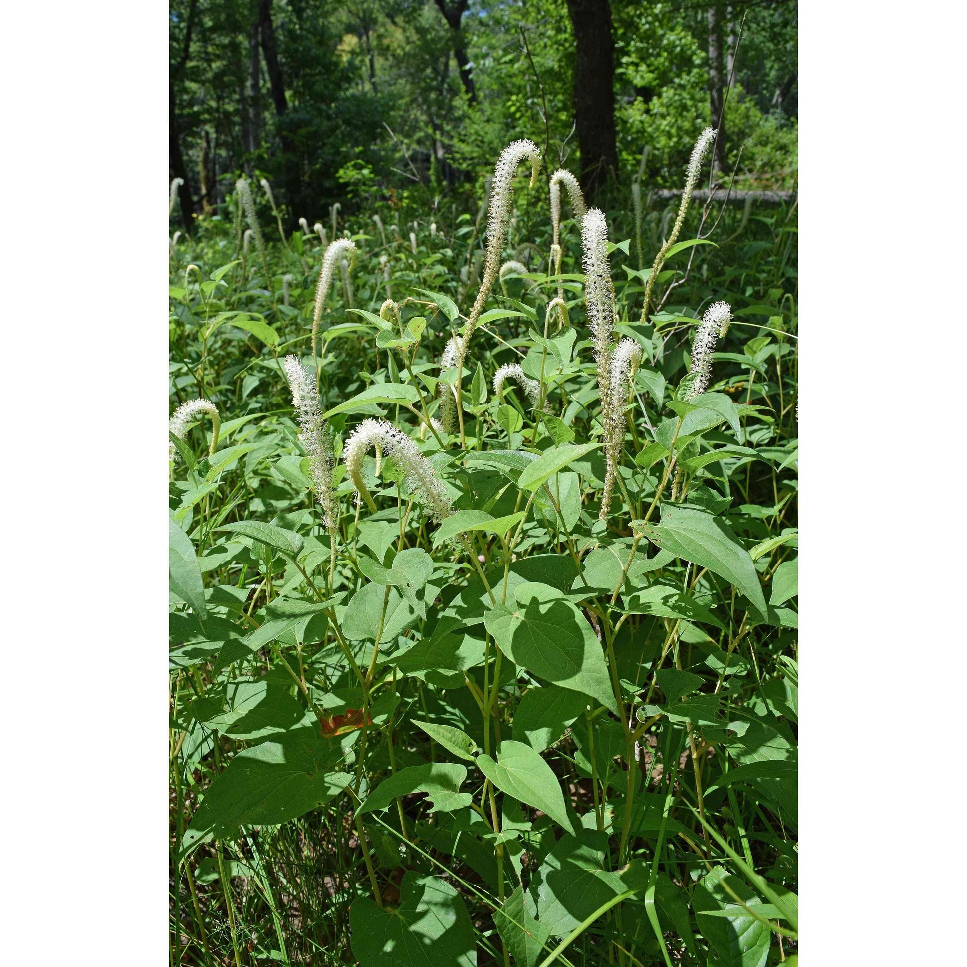 Saururus cernuus (Lizard's Tail)  Natural Communities LLC