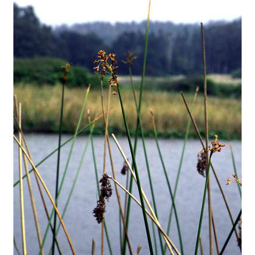 Schoenoplectus acutus (Hardstem Bulrush) Natural Communities LLC