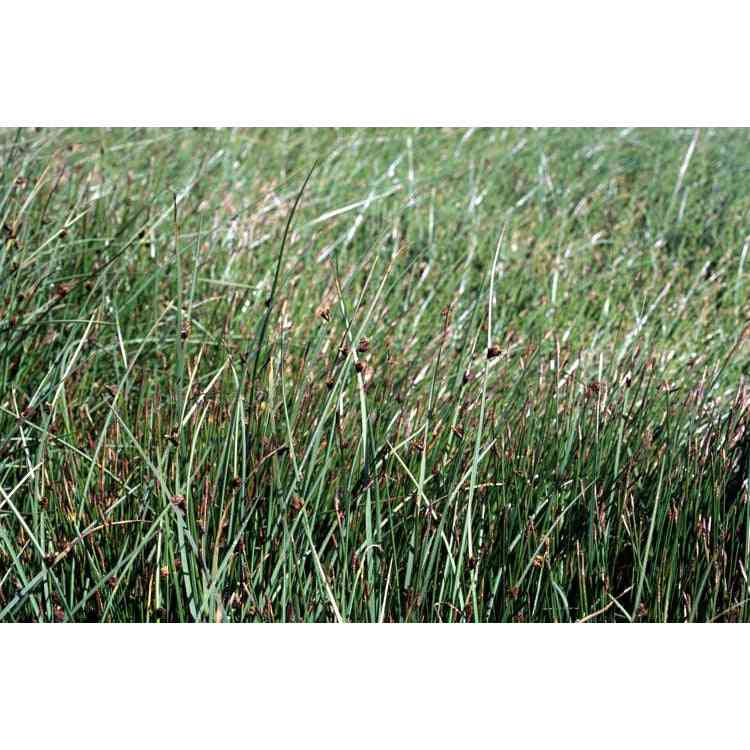 Schoenoplectus pungens or Schoenoplectus americanus (Chairmaker's Bulrush) Natural Communities LLC