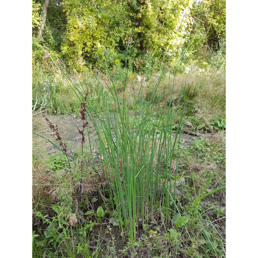 Schoenoplectus tabernaemontani (Softstem Bulrush)  Natural Communities LLC