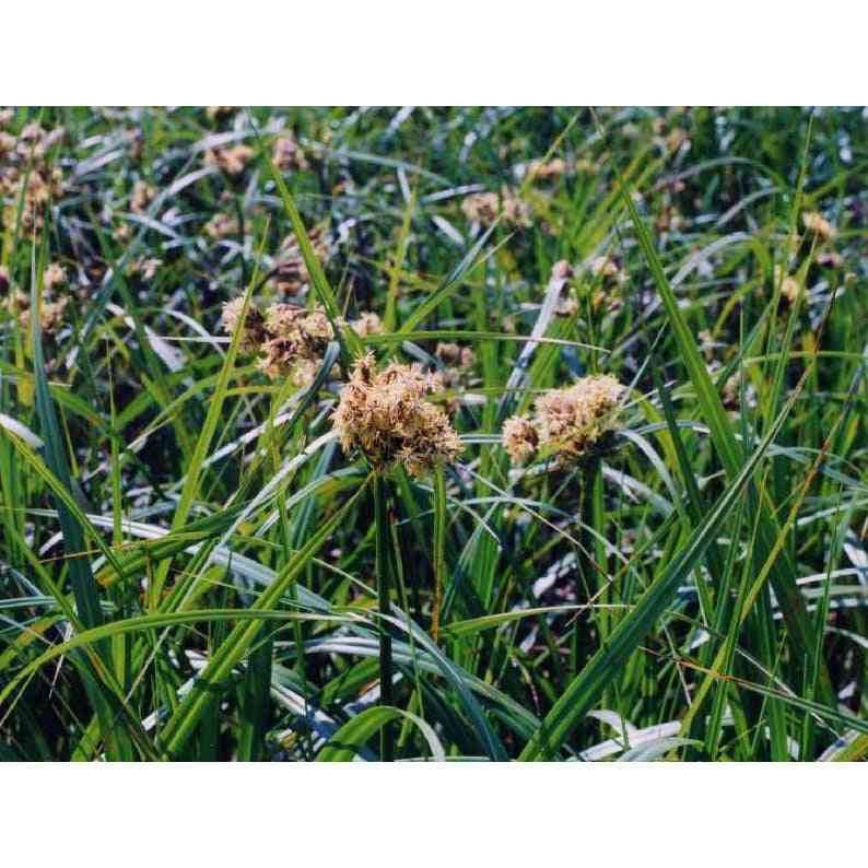 bulrush herbicide control Scirpus atrovirens (Dark-green Bulrush) Natural Communities LLC