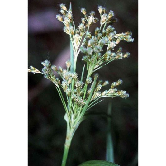 Scirpus pendulus (Nodding Bulrush or Rufous Bulrush)  Natural Communities LLC