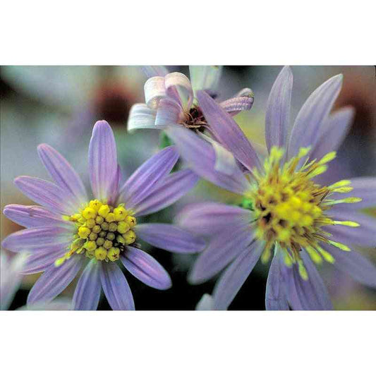 Symphyotrichum shortii (Short's Aster)  Natural Communities LLC