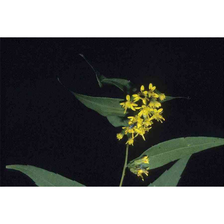 Solidago caesia (Blue-Stemmed Goldenrod)  Natural Communities LLC