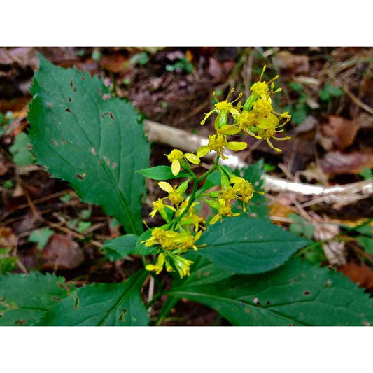 Solidago flexicaulis (ZigZag Goldenrod)  Natural Communities LLC