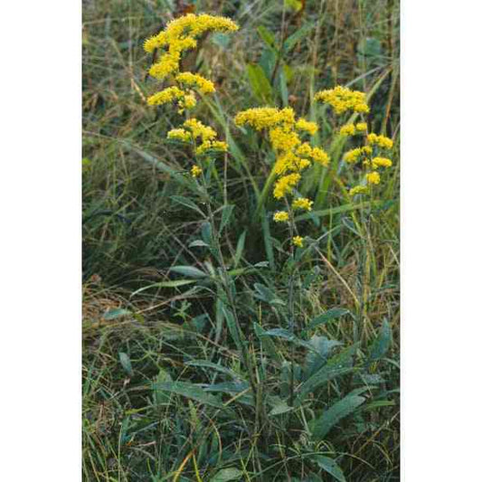 Solidago nemoralis (Old Field Goldenrod)  Natural Communities LLC