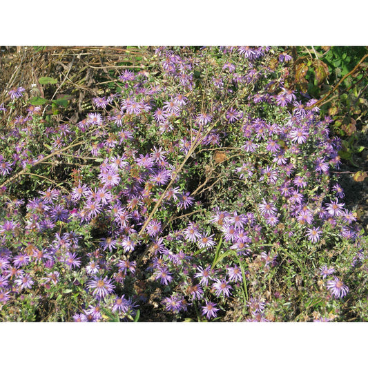 Symphyotrichum sericeum (Silky Aster)  Natural Communities LLC