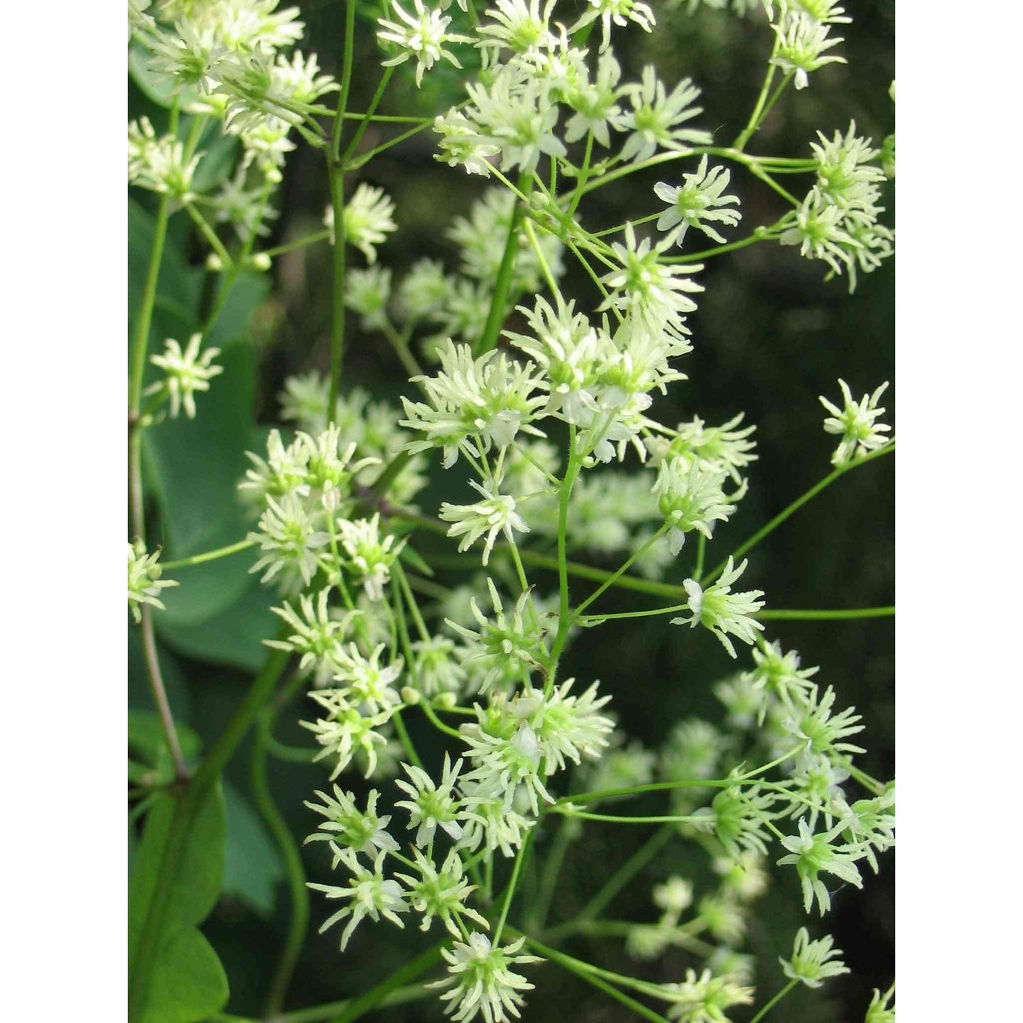 Thalictrum dasycarpum (Purple Meadow Rue)  Natural Communities LLC