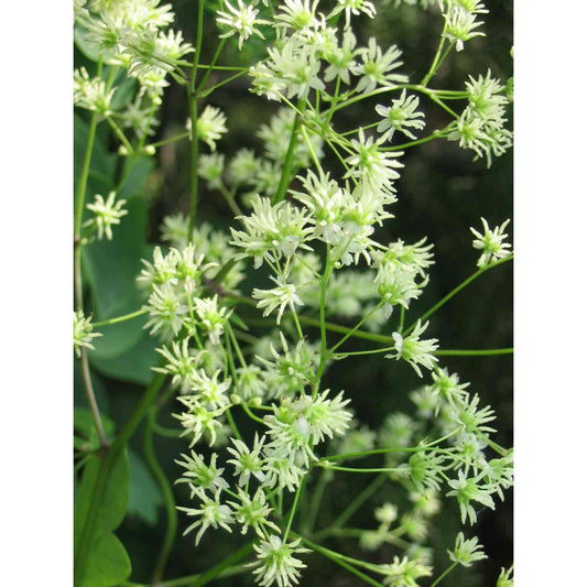 Thalictrum dasycarpum (Purple Meadow Rue)  Natural Communities LLC