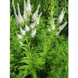 A beautiful picture of Culver's Root (Veronicastrum virginicum), a statuesque native perennial that adds unique vertical interest to a garden while providing a rich nectar source for bees and other pollinators.