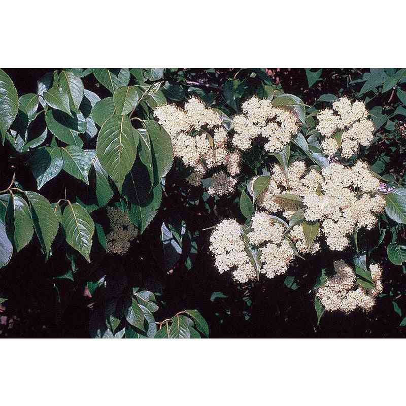 Viburnum lentago (Nannyberry Viburnum) Natural Communities LLC