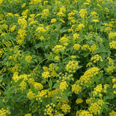 A beautiful image of Golden Alexanders (Zizia aurea), an early-blooming native perennial with bright yellow flowers that provides a vital nectar source for early-season pollinators and is a host plant for the black swallowtail butterfly.