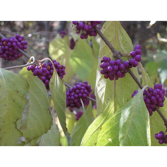 Callicarpa americana (American Beautyberry)