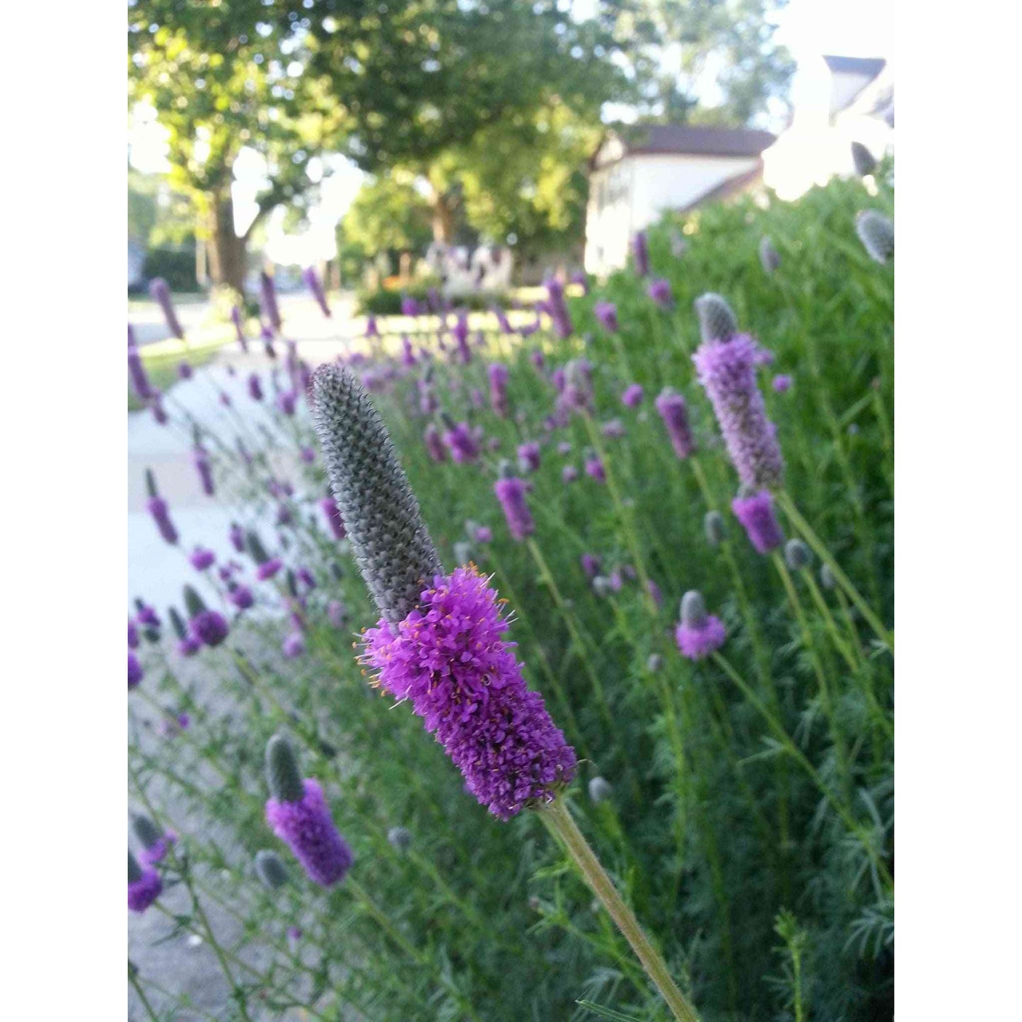 Dalea purpurea or Petalostemum purpureum (Purple Prairie Clover) Natural Communities LLC