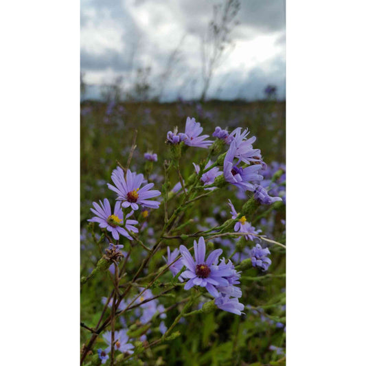Symphyotrichum laeve / Aster laevis (Smooth Blue Aster)  Natural Communities LLC