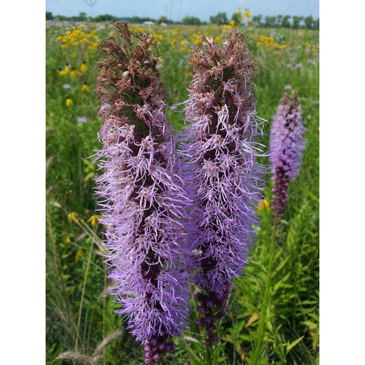Liatris spicata (Dense Blazing Star, Marsh Blazing Star)  Natural Communities LLC