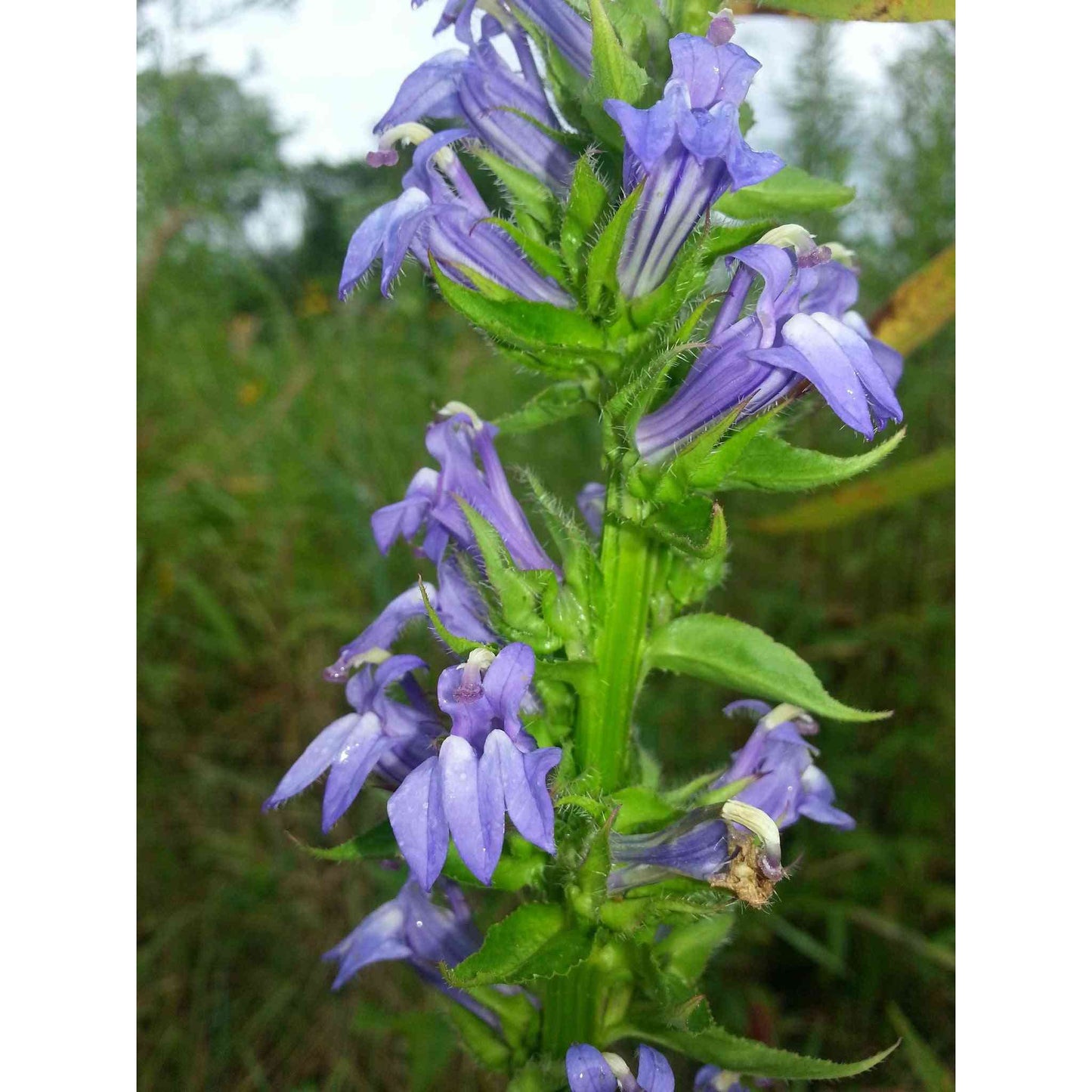 Lobelia siphilitica (Great Blue Lobelia) Natural Communities LLC