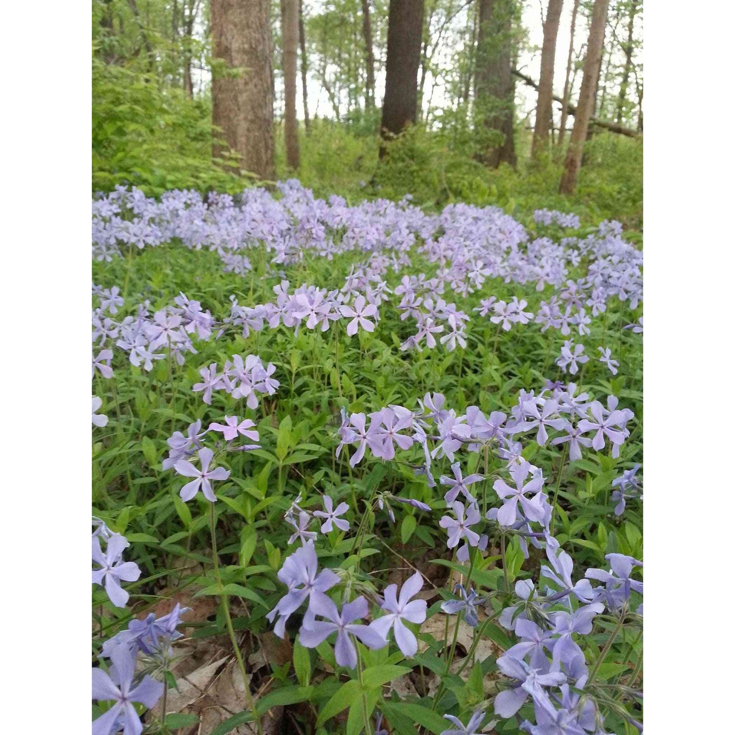 Phlox divaricata (Wild Blue Phlox) Natural Communities LLC