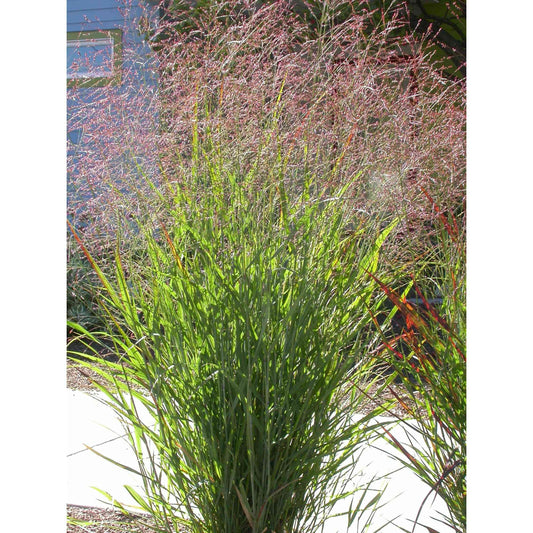 Panicum virgatum (Switch Grass)  Natural Communities LLC