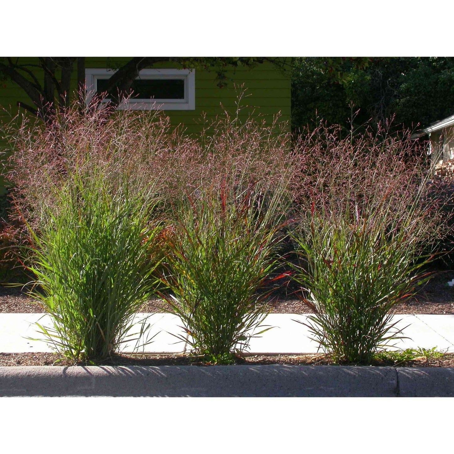 Panicum virgatum (Switch Grass)  Natural Communities LLC