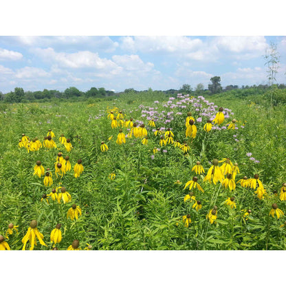 IL CP2, CP4D, and CP33 Native Grass Plantings Program - Illinois