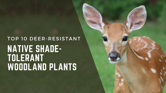 A deer standing in a shaded woodland area, surrounded by greenery, symbolizing the need for deer-resistant native plants in garden landscapes.