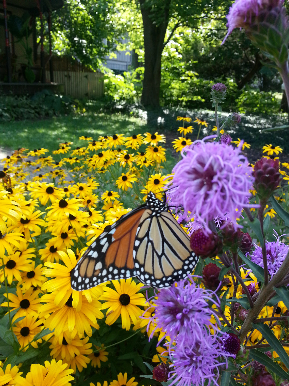 Bringing the Midwest Native Beauty Home: Creating a Pocket Prairie with Plugs