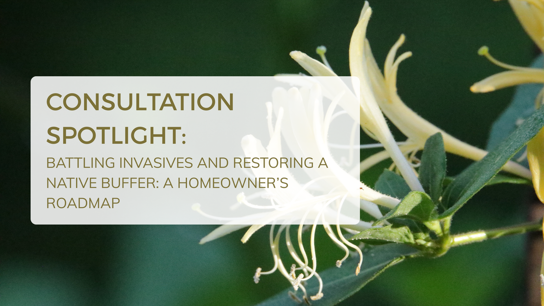 Short native prairie buffer with Rudbeckia and little bluestem along a backyard fence in Lombard, IL
