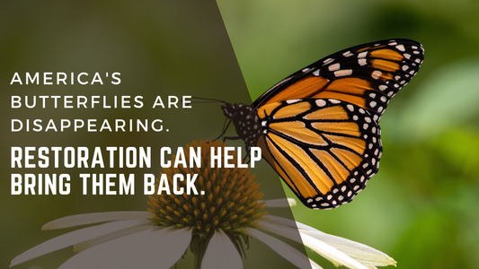 America's Butterflies Are Disappearing. Restoration Can Help Bring Them Back.