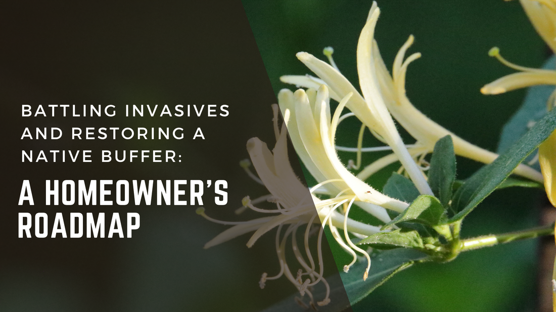 Battling Invasives and Restoring a Native Buffer: A Homeowner’s Roadmap