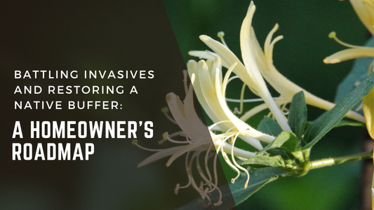 Battling Invasives and Restoring a Native Buffer: A Homeowner’s Roadmap