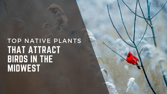Top native plants that attract birds in the Midwest.