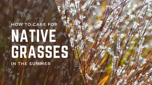 How to Care for Native Grasses in the Summer