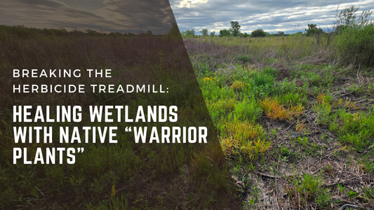 Breaking the Herbicide Treadmill: Healing Wetlands with Native “Warrior Plants”