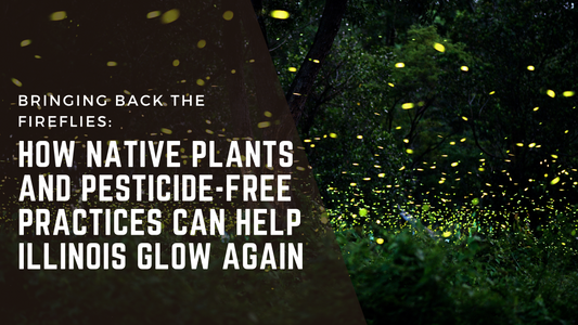 Bringing Back the Fireflies: How Native Plants and Pesticide-Free Practices Can Help Illinois Glow Again