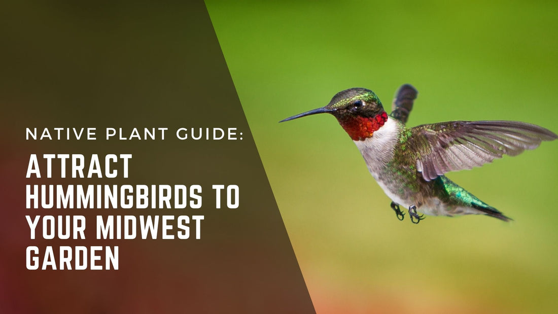 Learn how to attract hummingbirds to your garden using native plants. 