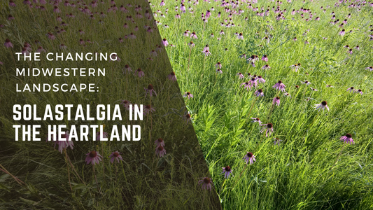 The changing Midwest landscape: solastalgia in the heartland. A stand of beauty purple coneflowers fill this native, Midwest prairie.