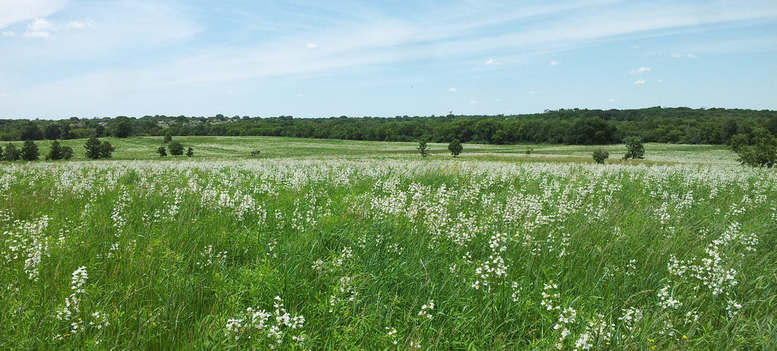 How do natural areas in DuPage County save taxpayers’ dollars while at the same time improve the environment?