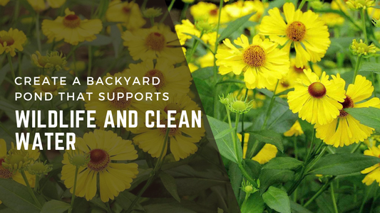 Create a Backyard Pond That Supports Wildlife and Clean Water