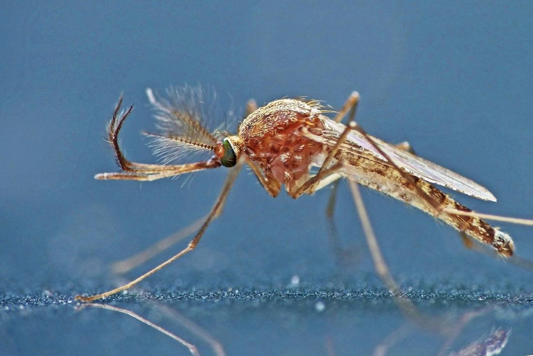How to Control Mosquitoes Without Killing Pollinators and Other