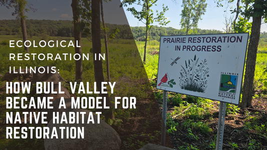 Ecological Restoration in Illinois: How Bull Valley Became a Model for Native Habitat Restoration