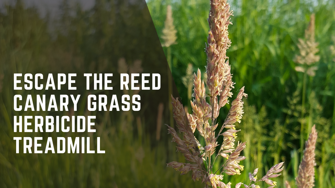 Escape the Reed Canary Grass Herbicide Treadmill