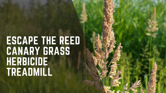 Escape the Reed Canary Grass Herbicide Treadmill