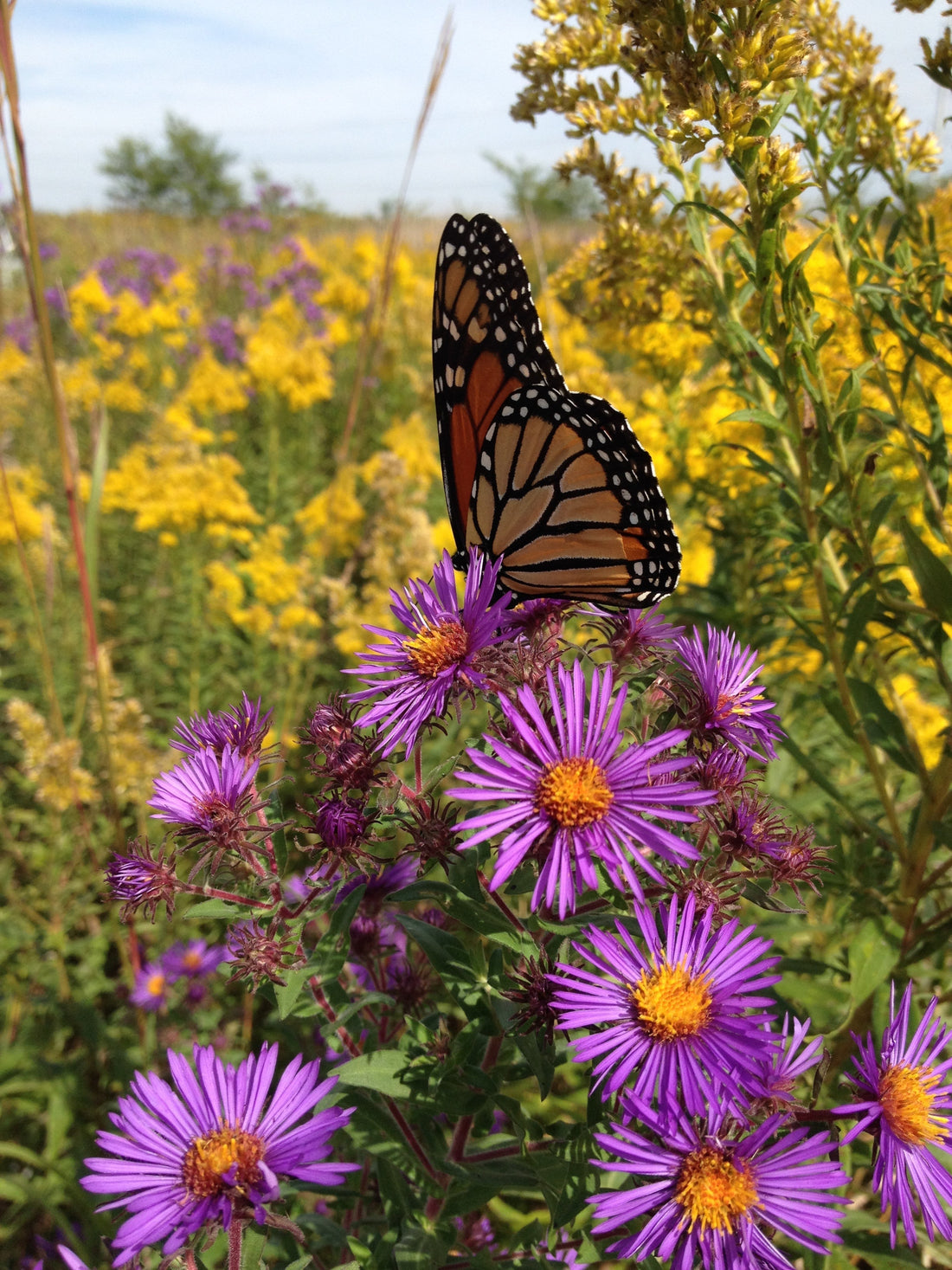 Planting Native Plants In The Fall
