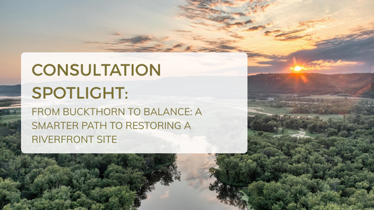 Restoring a riverfront site after buckthorn removal, showing early native plant establishment and streambank stabilization