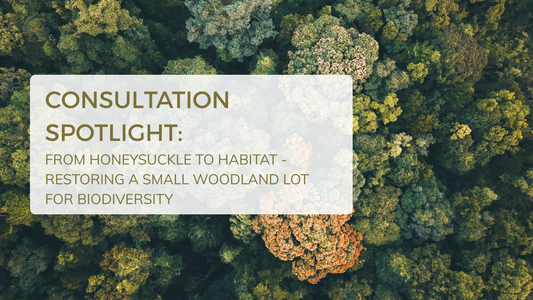 Native woodland restoration in northern Illinois with oak trees and understory plants